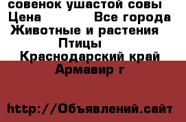 совенок ушастой совы › Цена ­ 5 000 - Все города Животные и растения » Птицы   . Краснодарский край,Армавир г.